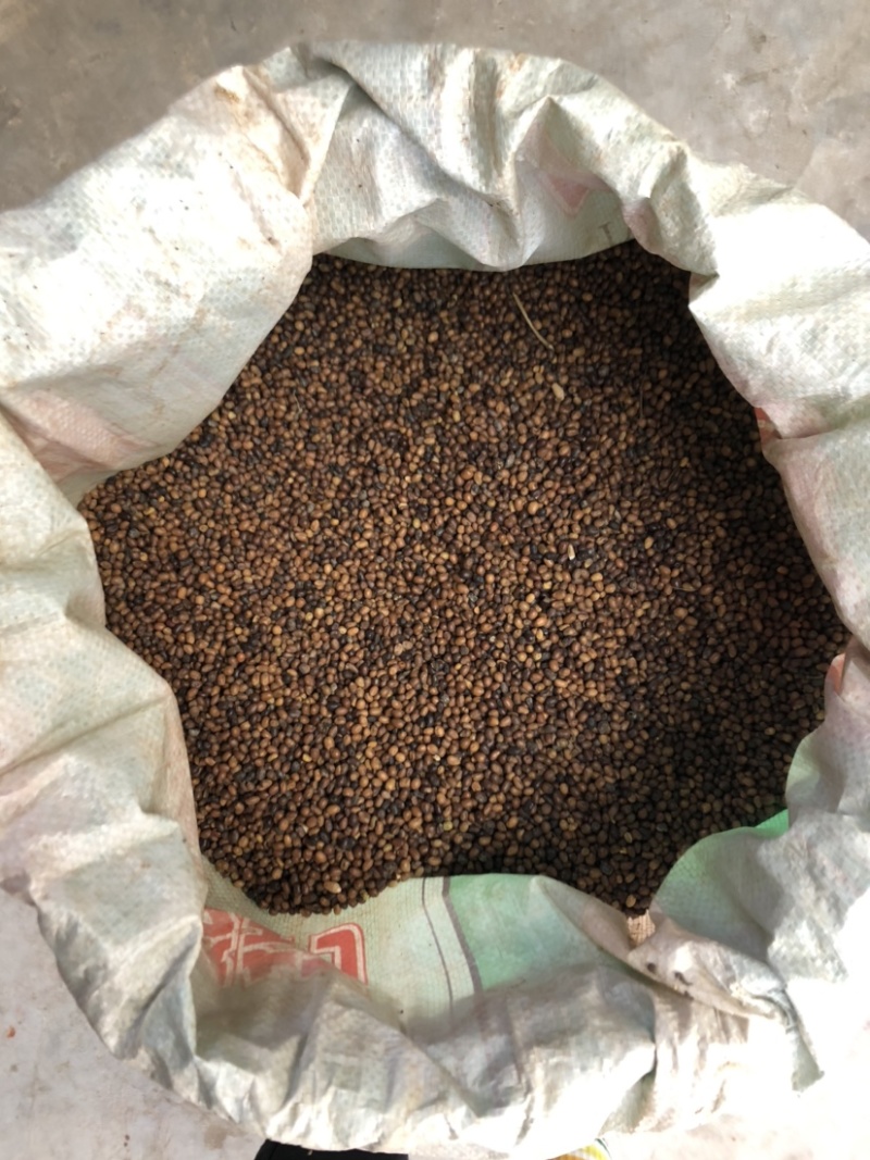 苦参种子，一手货源，有需要的可以联系