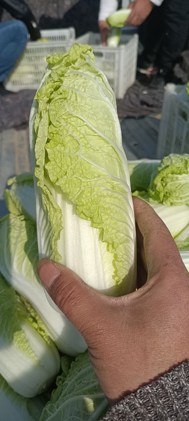 优质娃娃菜精神漂亮，欢迎选购，量大从优。
