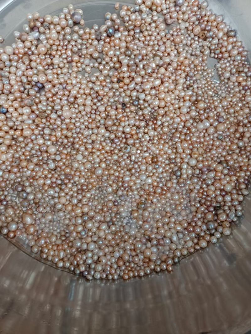 淡水珍珠蚌