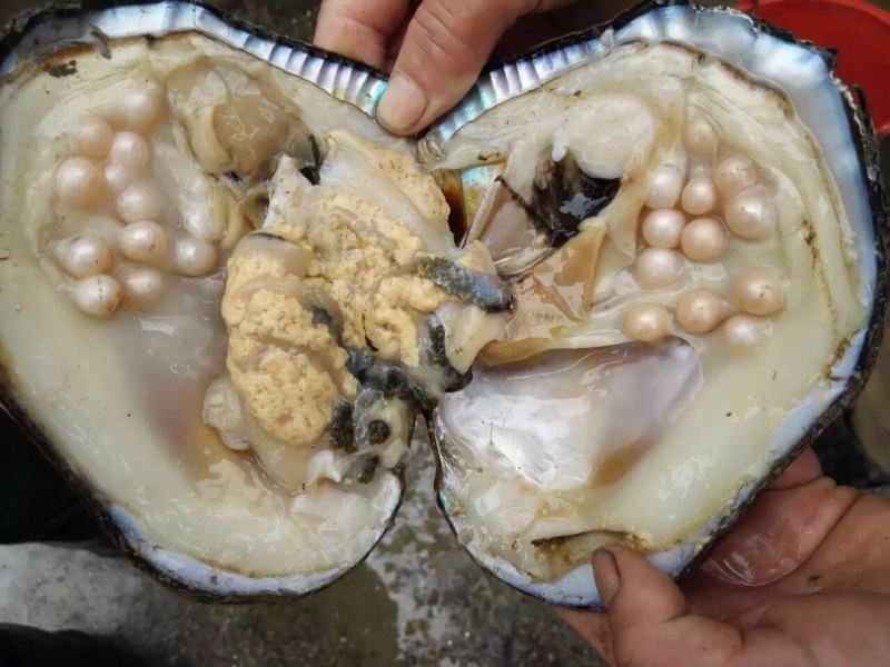 淡水珍珠蚌