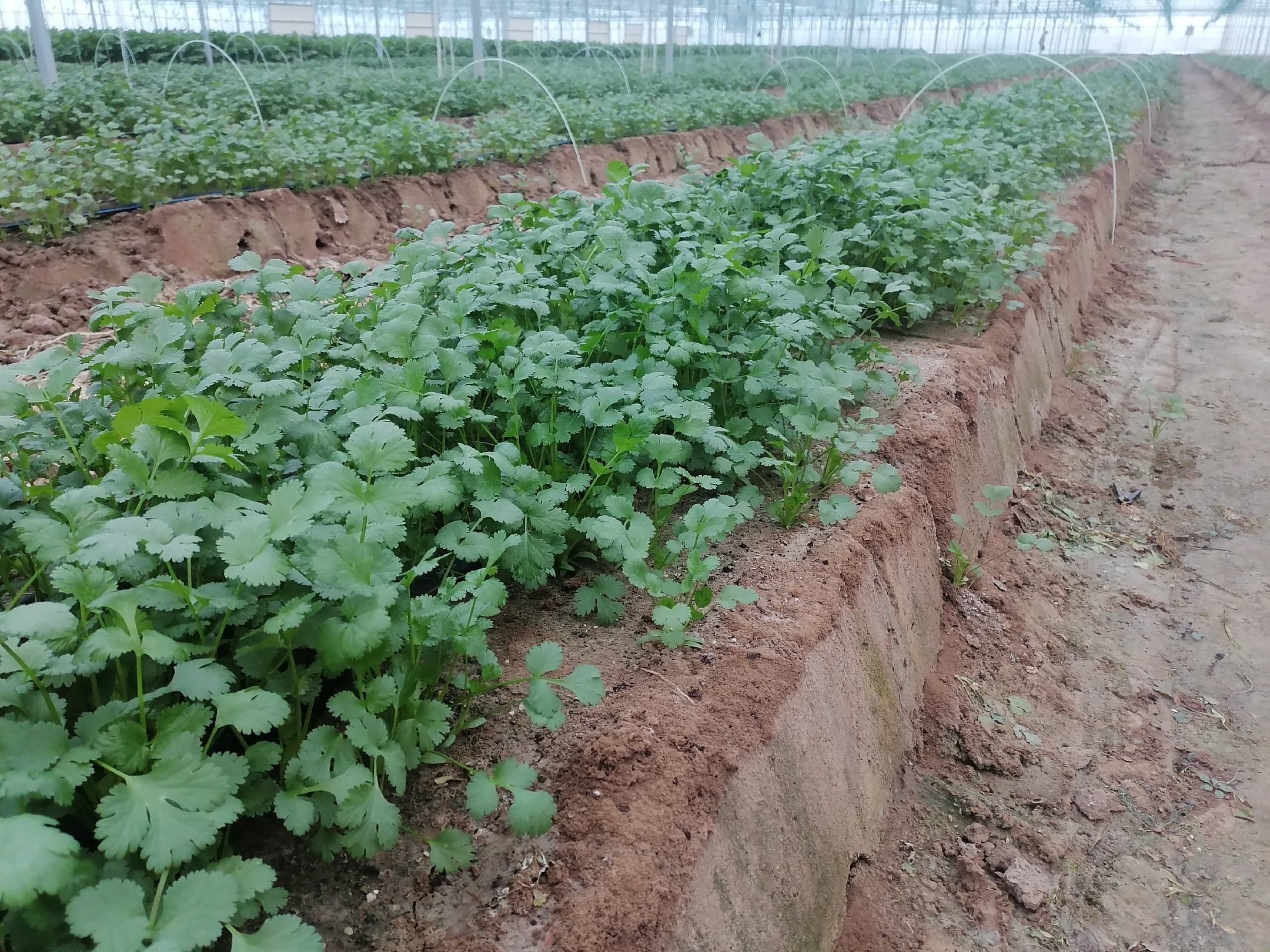 香菜幼苗在温室中的生长状态