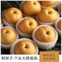 河北赵县圆黄梨各种梨糖分高（欢迎各地客商前来订购）
