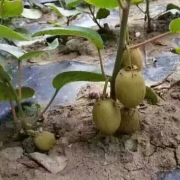 脆香猕猴桃苗，正宗嫁接苗，根系发达，保湿发货，全国包邮