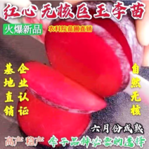 红心无核李子苗自然无核果个大产量高适合南北方种植