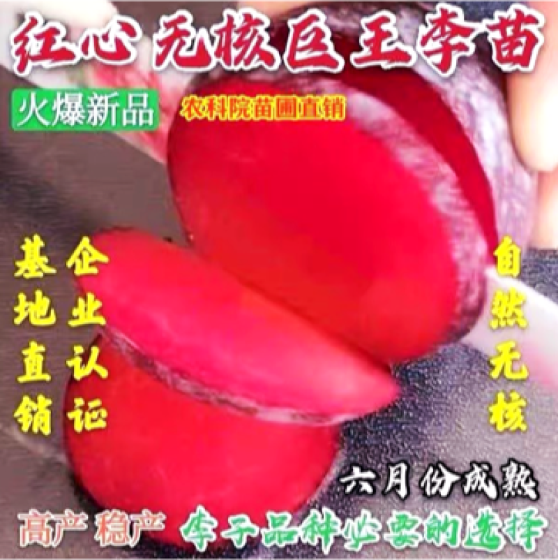 红心无核李子苗自然无核果个大产量高适合南北方种植
