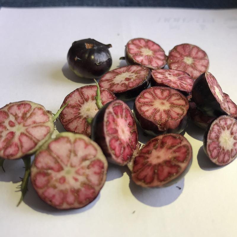 药典红果参药材苗精品中药材货优价优欢迎合作