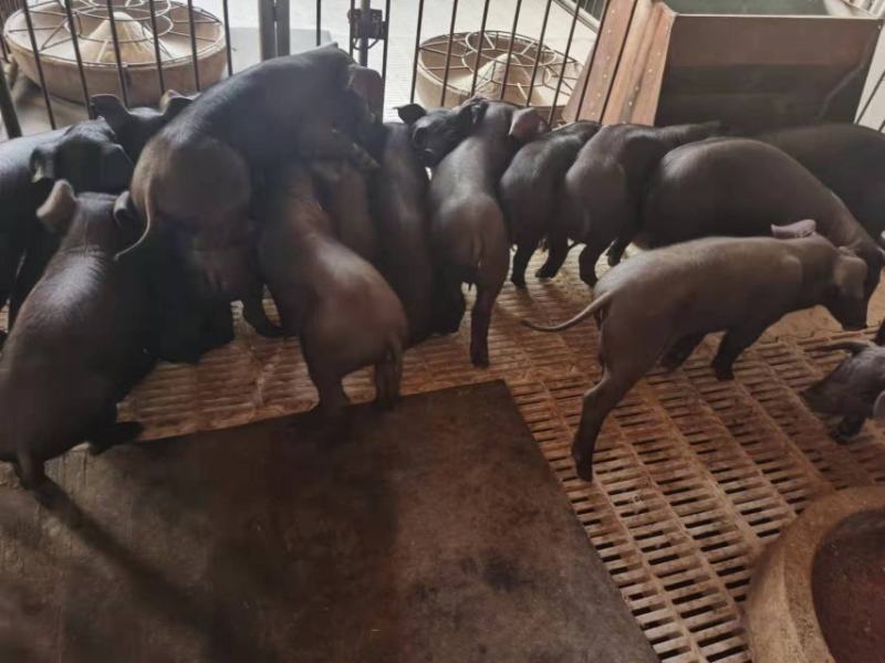 黑猪仔猪猪苗疫苗全长势快价格公道。