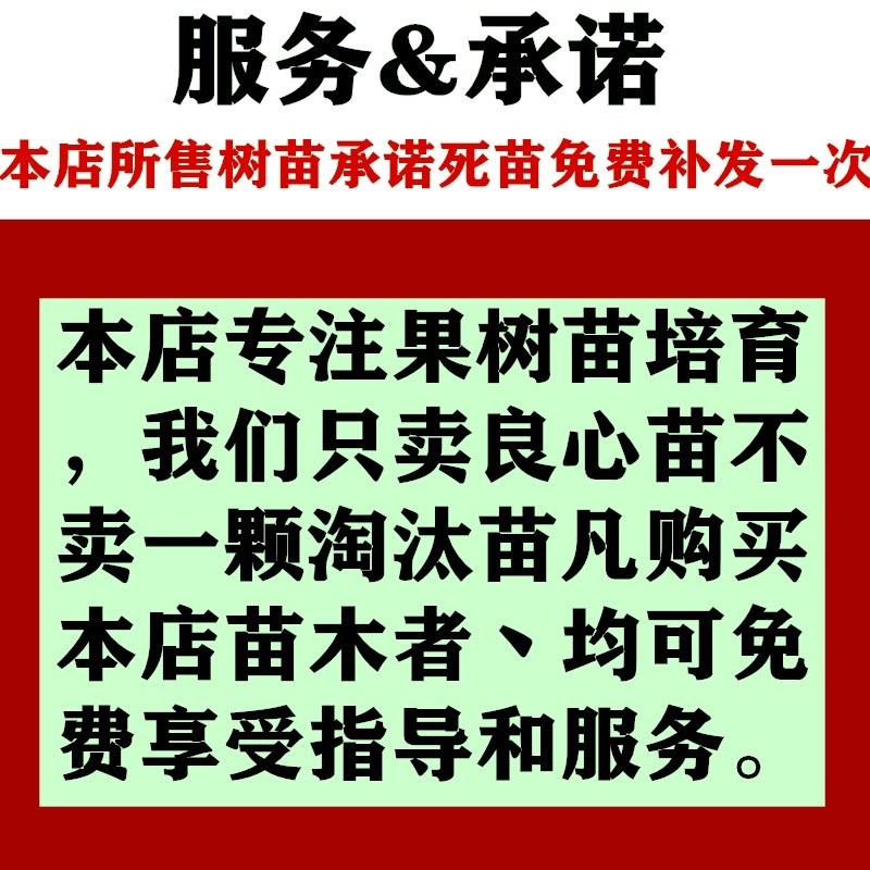 红心无核李子苗自然无核果个大产量高适合南北方种植