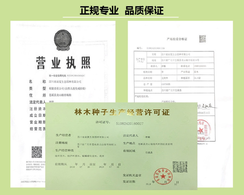 红心无核李子苗自然无核果个大产量高适合南北方种植