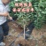 红心无核李子苗自然无核果个大产量高适合南北方种植