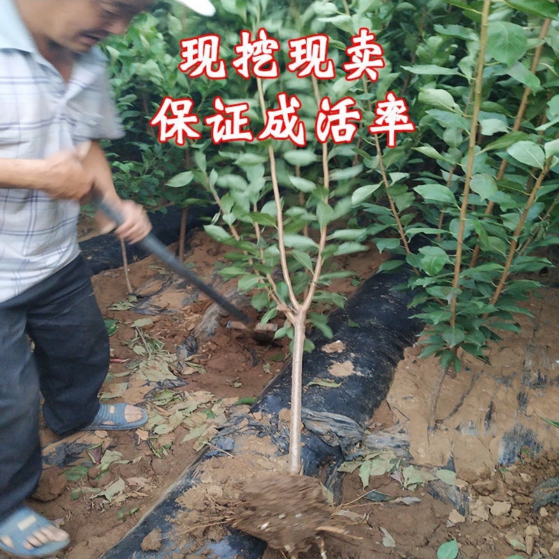 红心无核李子苗自然无核果个大产量高适合南北方种植