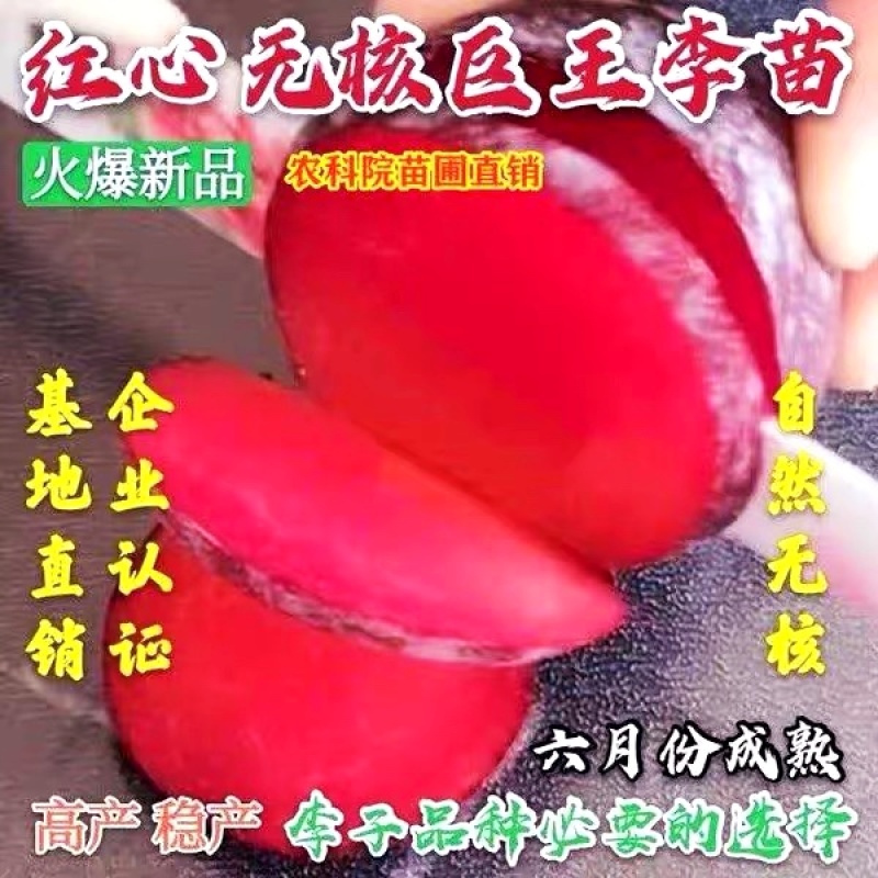 红心无核李子苗自然无核果个大产量高适合南北方种植