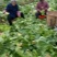 四川仁寿精品儿菜，本基地有多年种植经验，大量热销