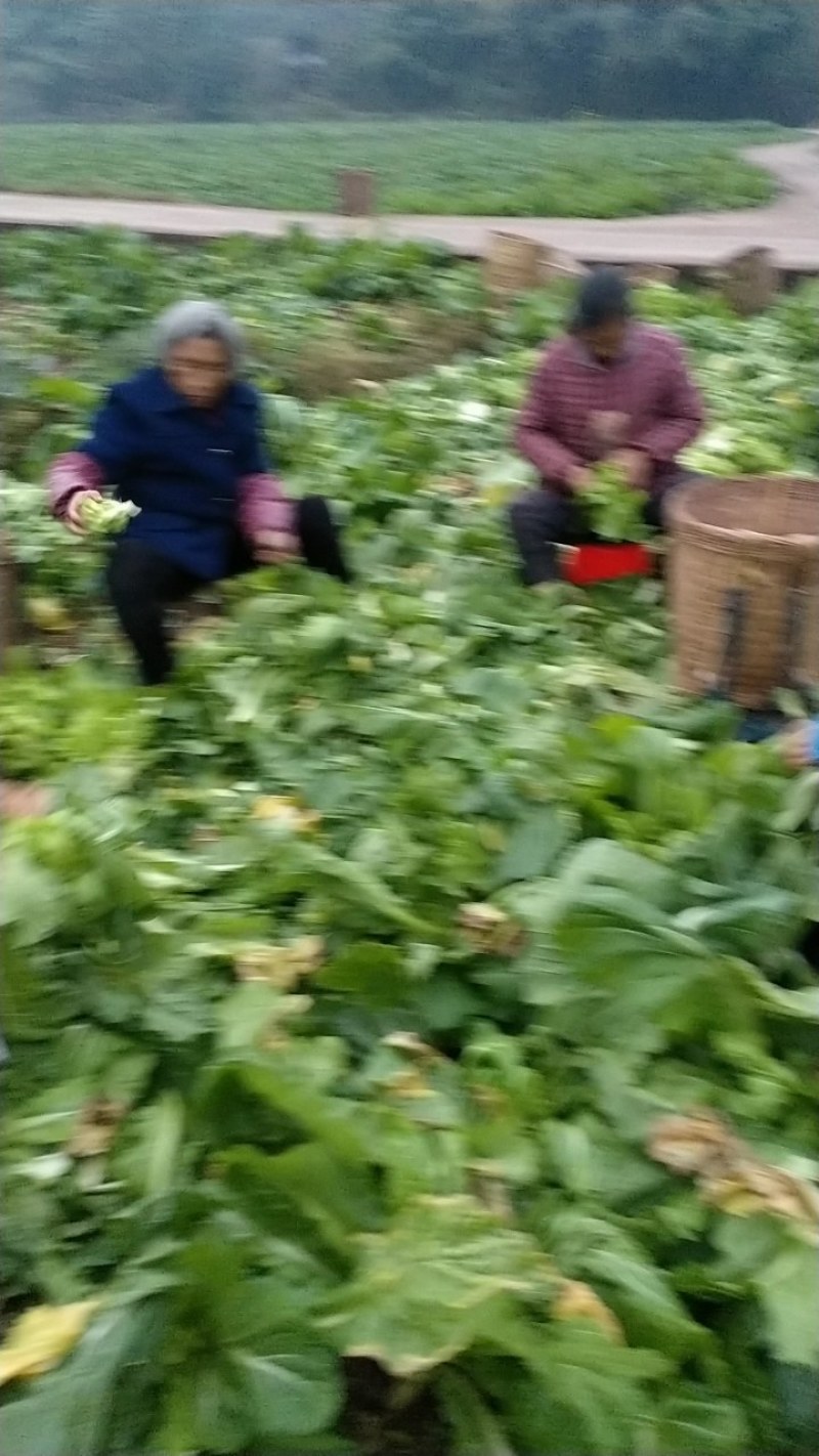 四川仁寿精品儿菜，本基地有多年种植经验，大量热销