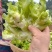 四川仁寿精品儿菜，本基地有多年种植经验，大量热销