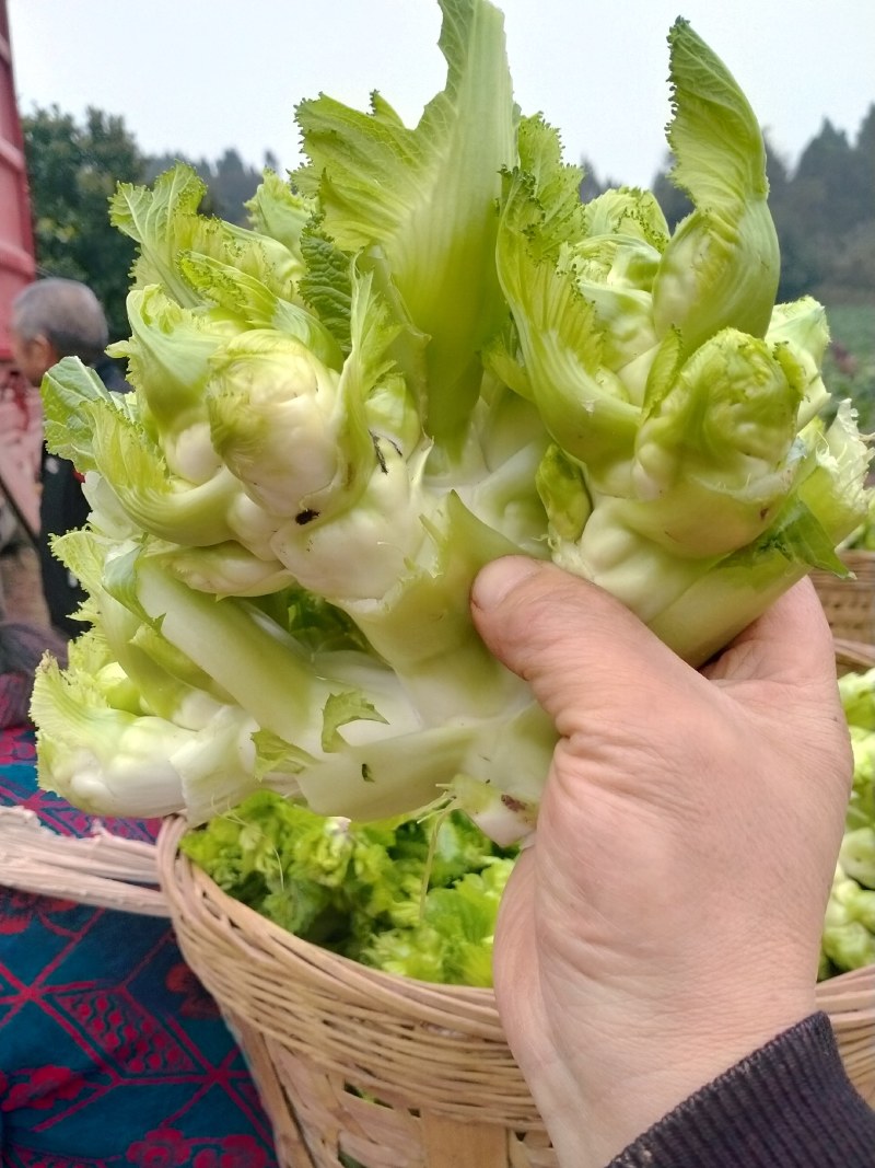 四川仁寿精品儿菜，本基地有多年种植经验，大量热销