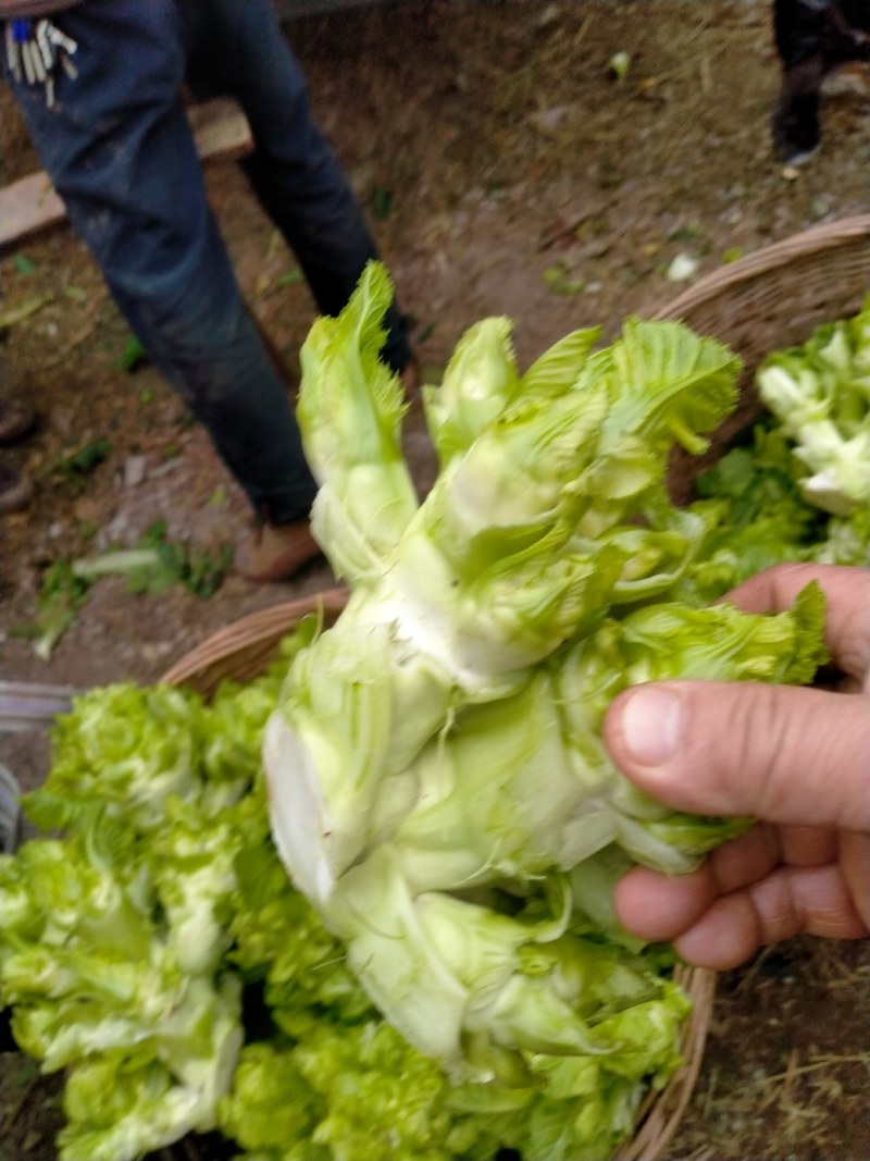 四川仁寿精品儿菜，本基地有多年种植经验，大量热销