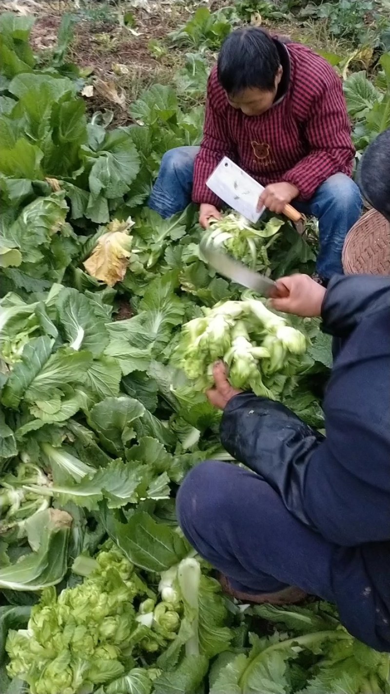四川仁寿精品儿菜，本基地有多年种植经验，大量热销