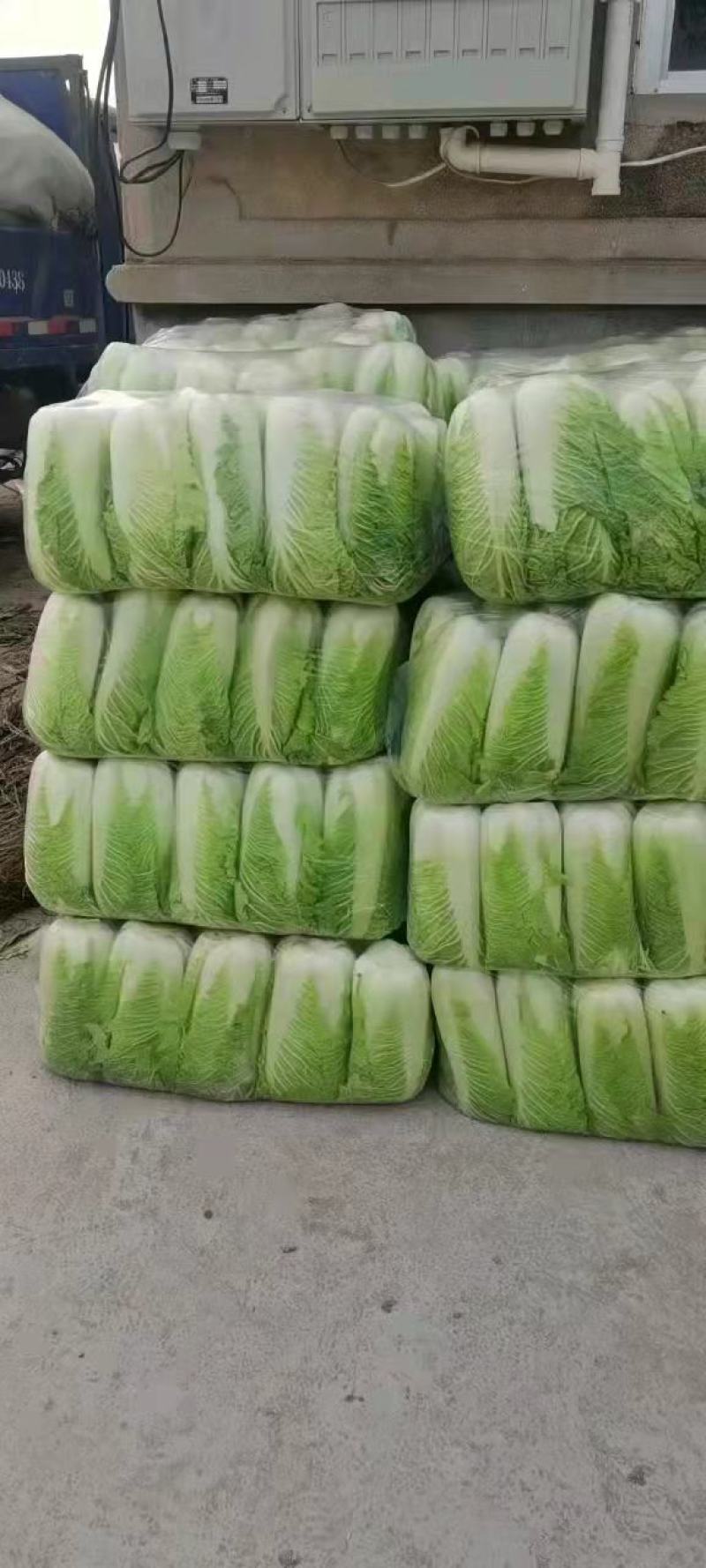 北京新三号大白菜，大量上市中，全国发货，品质保证产地直发