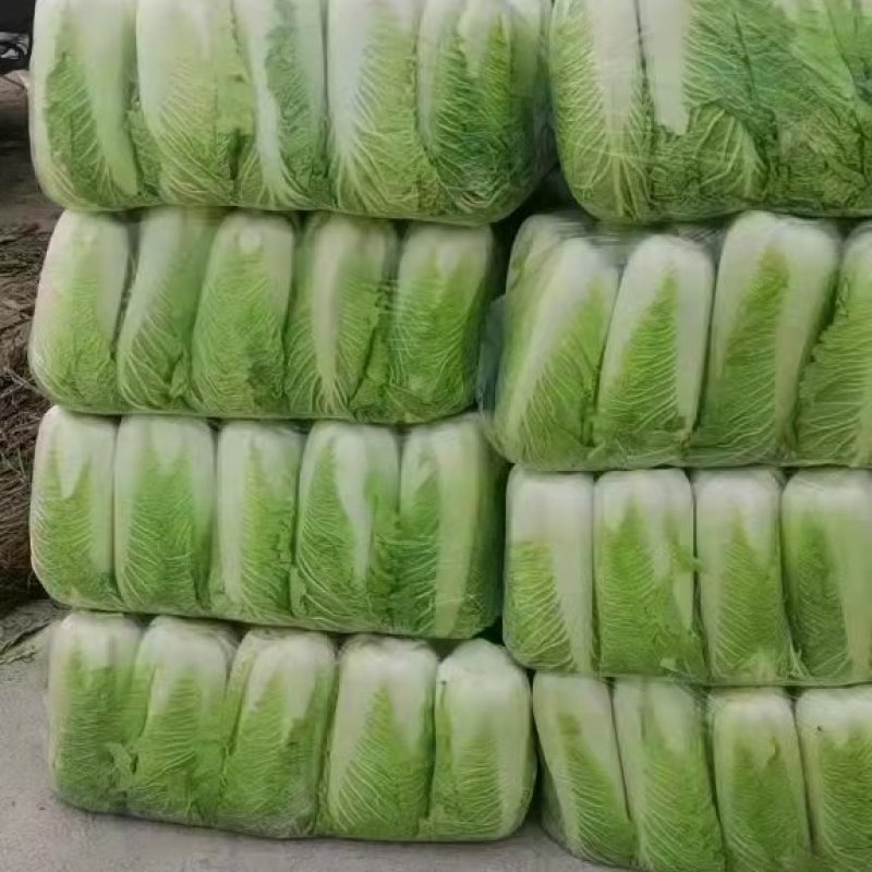 北京新三号大白菜，大量上市中，全国发货，品质保证产地直发