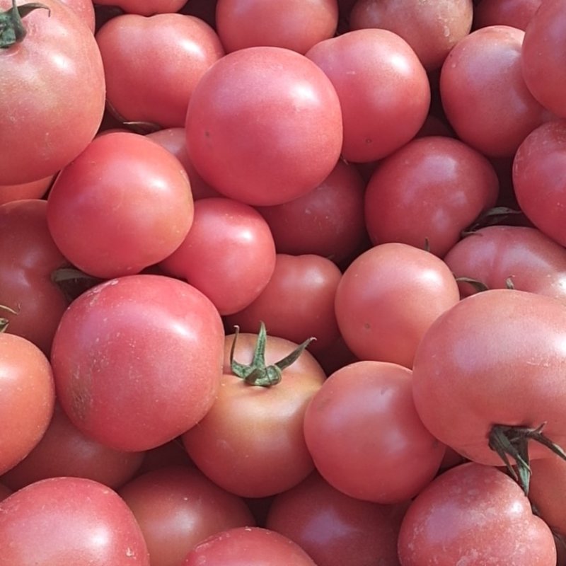【热】精品山东西红柿，硬粉西红柿，货源充足，欢迎选购