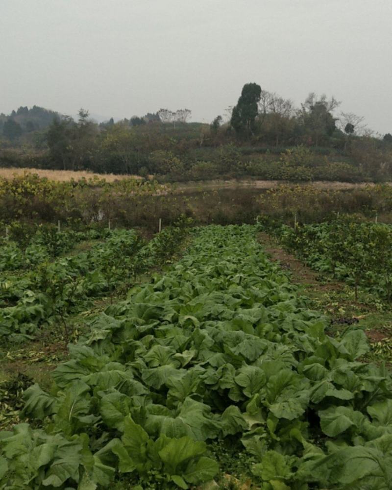 新鲜榨菜