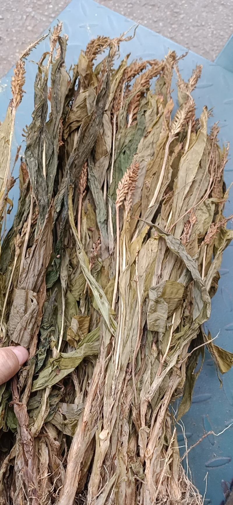 见血清，正品野生见血青质量保证经营各种中药材欢迎咨询选购