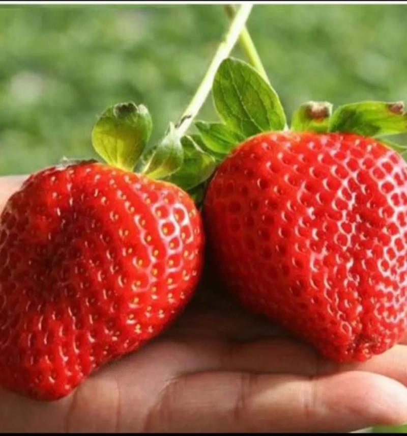 【推荐】红颜草莓苗一级脱毒苗现挖现发免费提供技术品种纯正