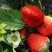 【推荐】红颜草莓苗一级脱毒苗现挖现发免费提供技术品种纯正