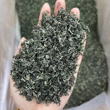 遵义毛峰绿茶栗香型贵州高山茶叶云雾春茶浓香厂家直发批发价