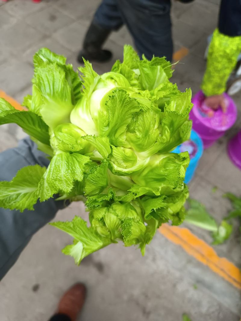 儿菜