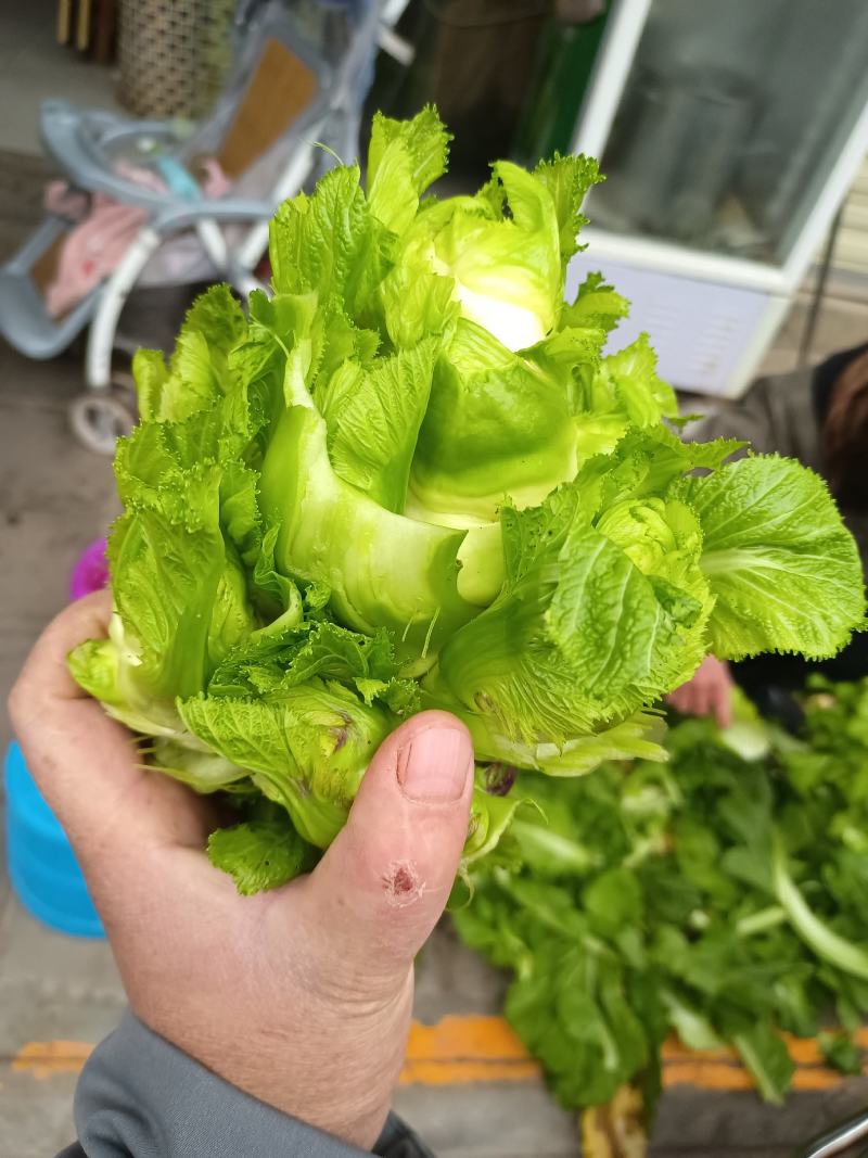 儿菜