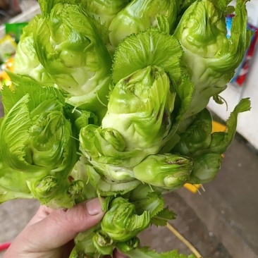 儿菜
