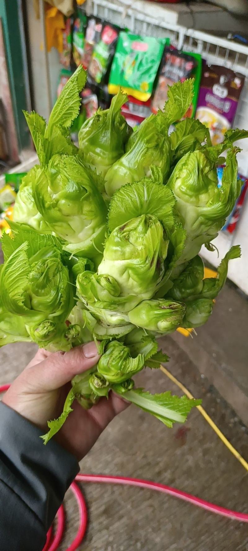 儿菜