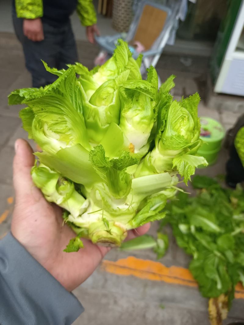 儿菜