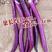 紫龙杭茄茄子种子，10克