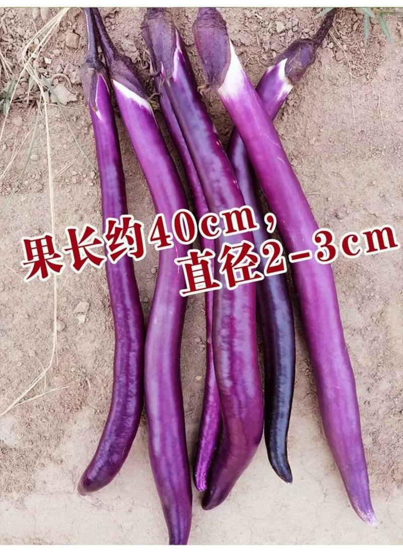 紫龙杭茄茄子种子，10克