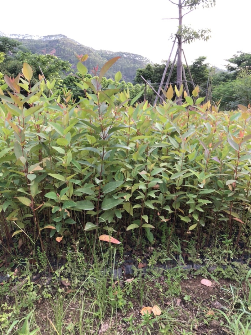 按树速生按小苗布袋苗