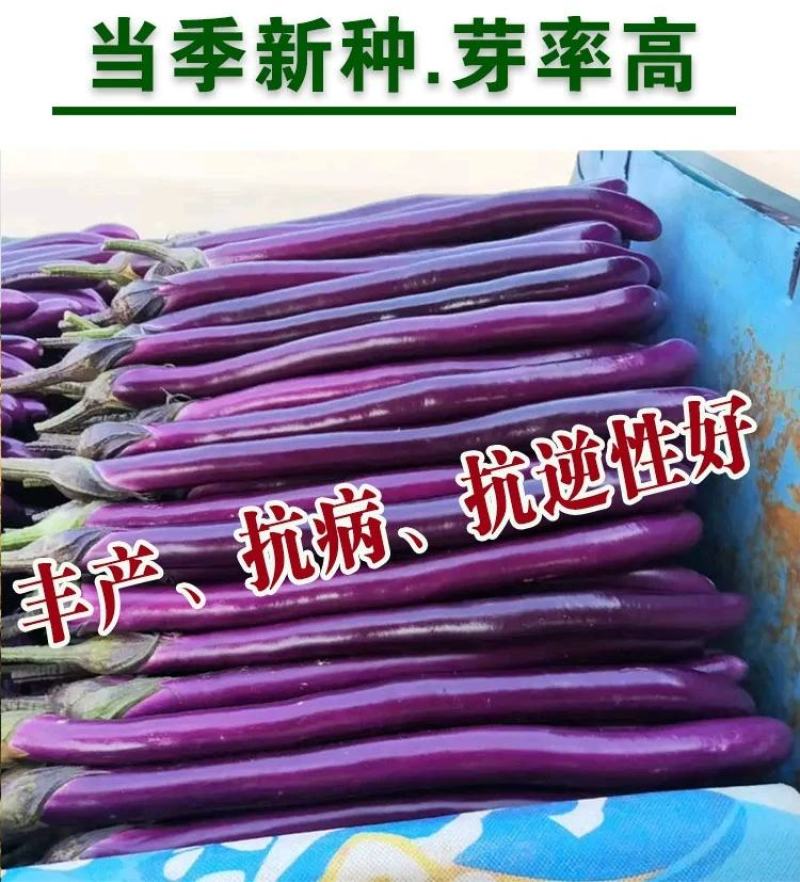 紫龙杭茄茄子种子，10克