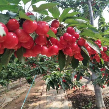 大樱桃苗樱桃苗38年种植质壮苗纯樱桃苗基地专业批发