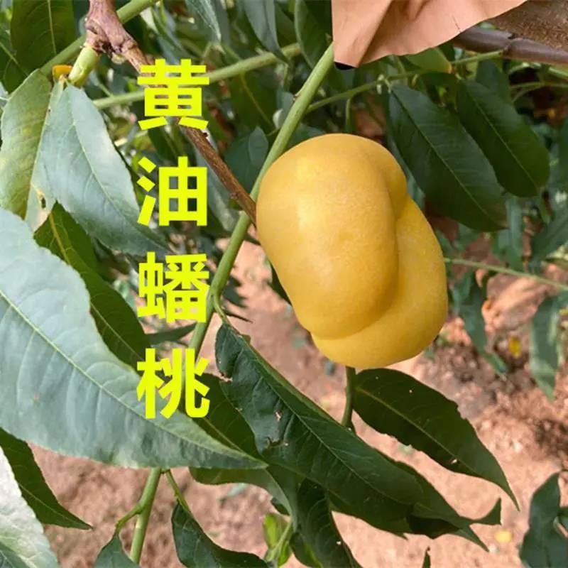 苗圃直发优质桃树苗黄桃苗血桃苗蟠桃苗现挖现发