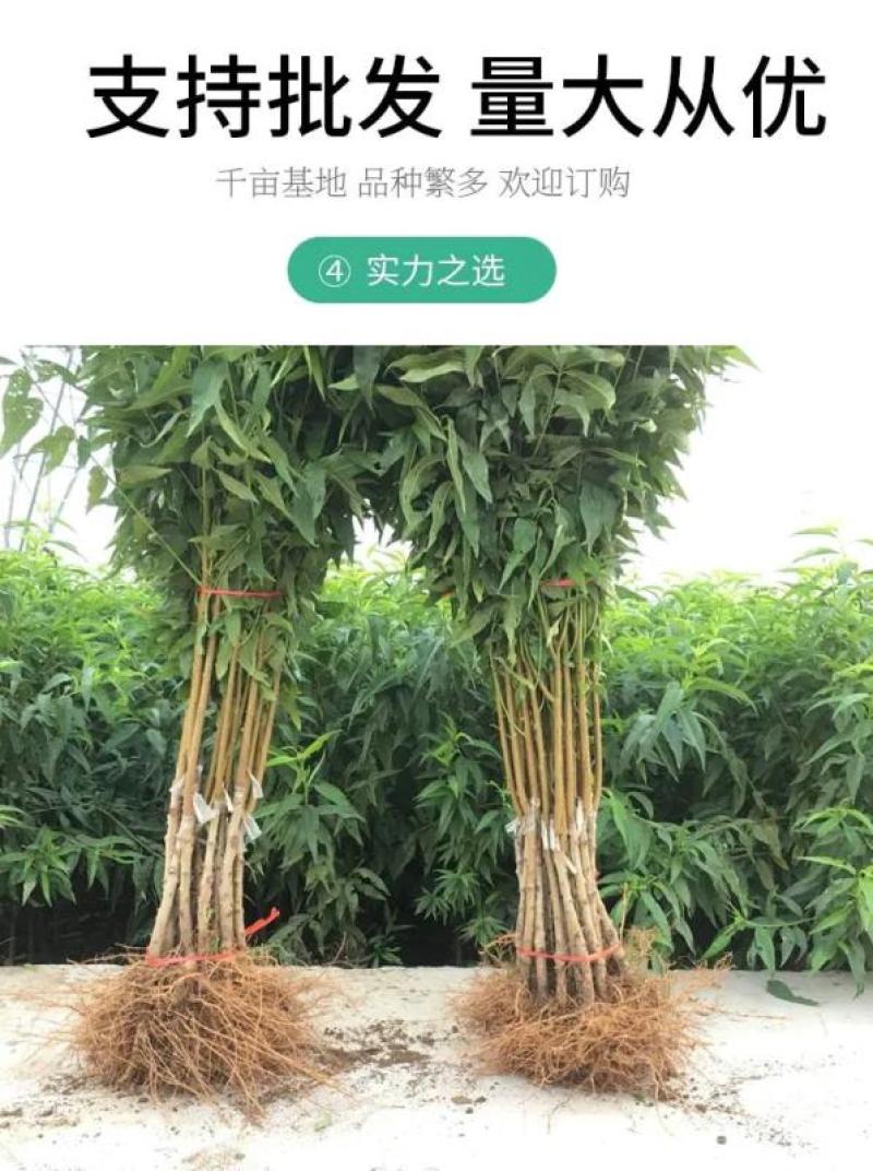 苗圃直发优质桃树苗黄桃苗血桃苗蟠桃苗现挖现发