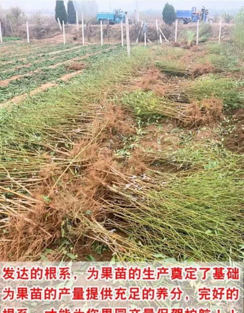 苗圃直发优质桃树苗黄桃苗血桃苗蟠桃苗现挖现发