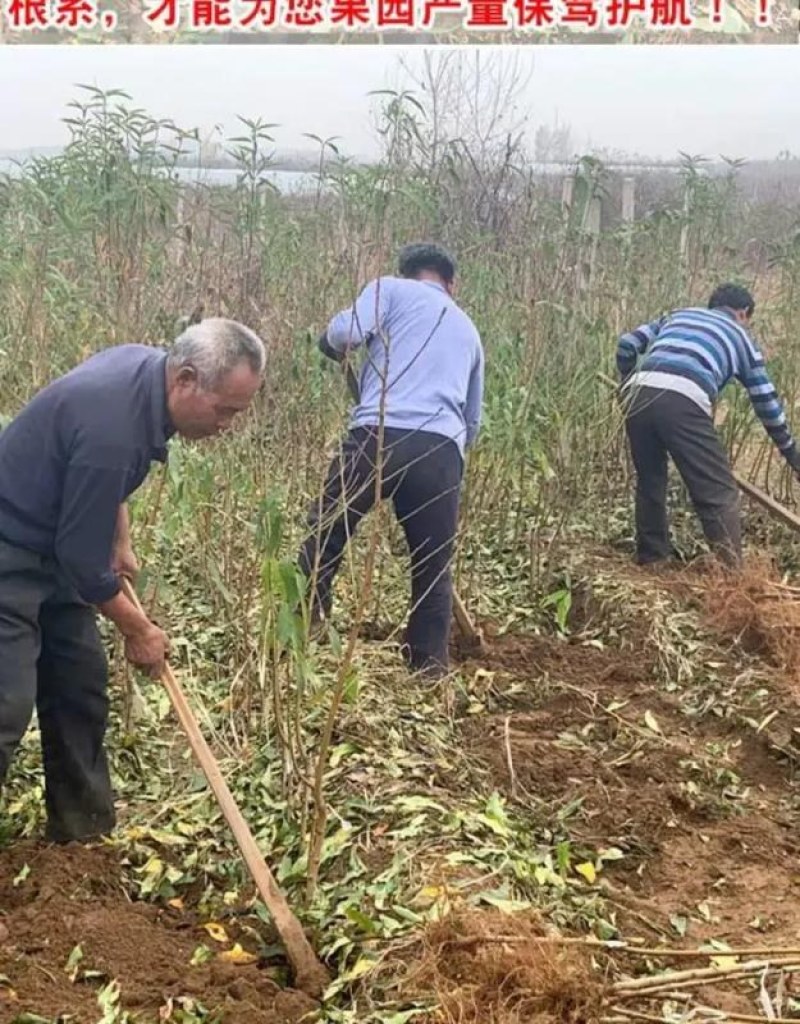 苗圃直发优质桃树苗黄桃苗血桃苗蟠桃苗现挖现发