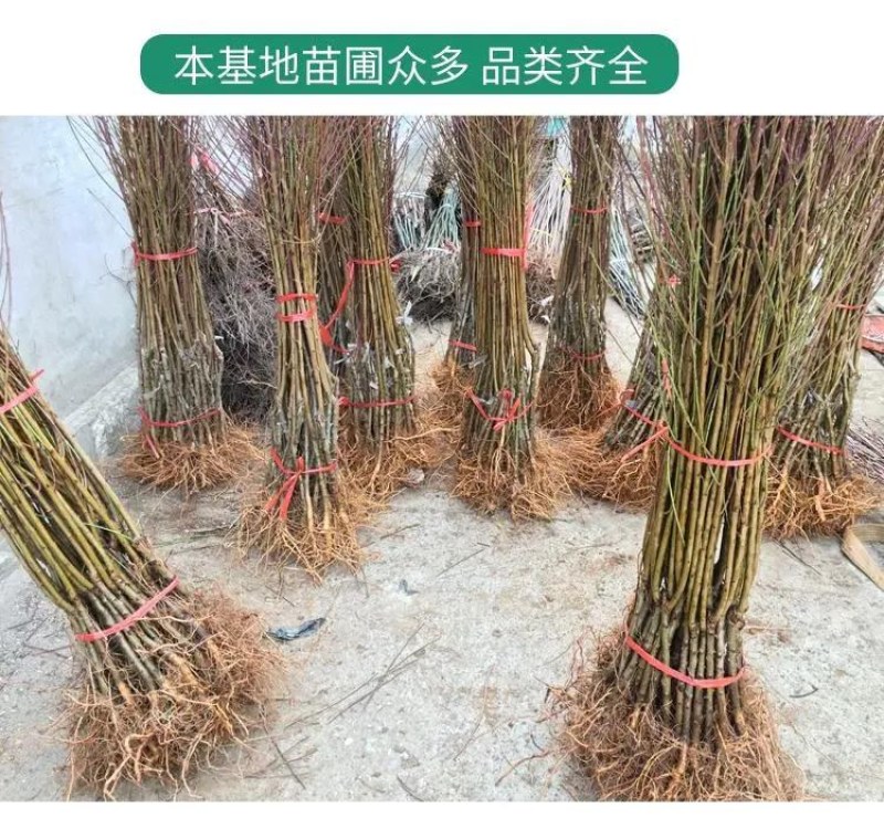 苗圃直发优质桃树苗黄桃苗血桃苗蟠桃苗现挖现发