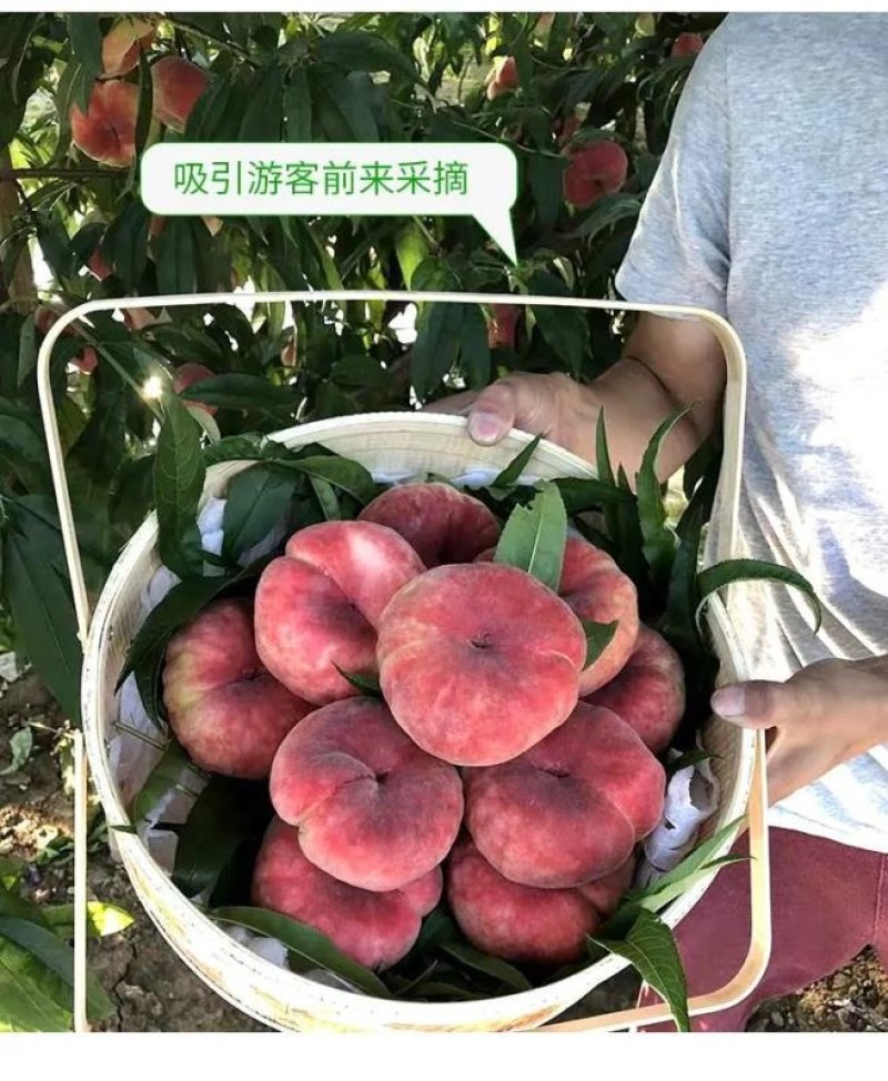 苗圃直发优质桃树苗黄桃苗血桃苗蟠桃苗现挖现发