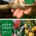 苗圃直发优质桃树苗黄桃苗血桃苗蟠桃苗现挖现发