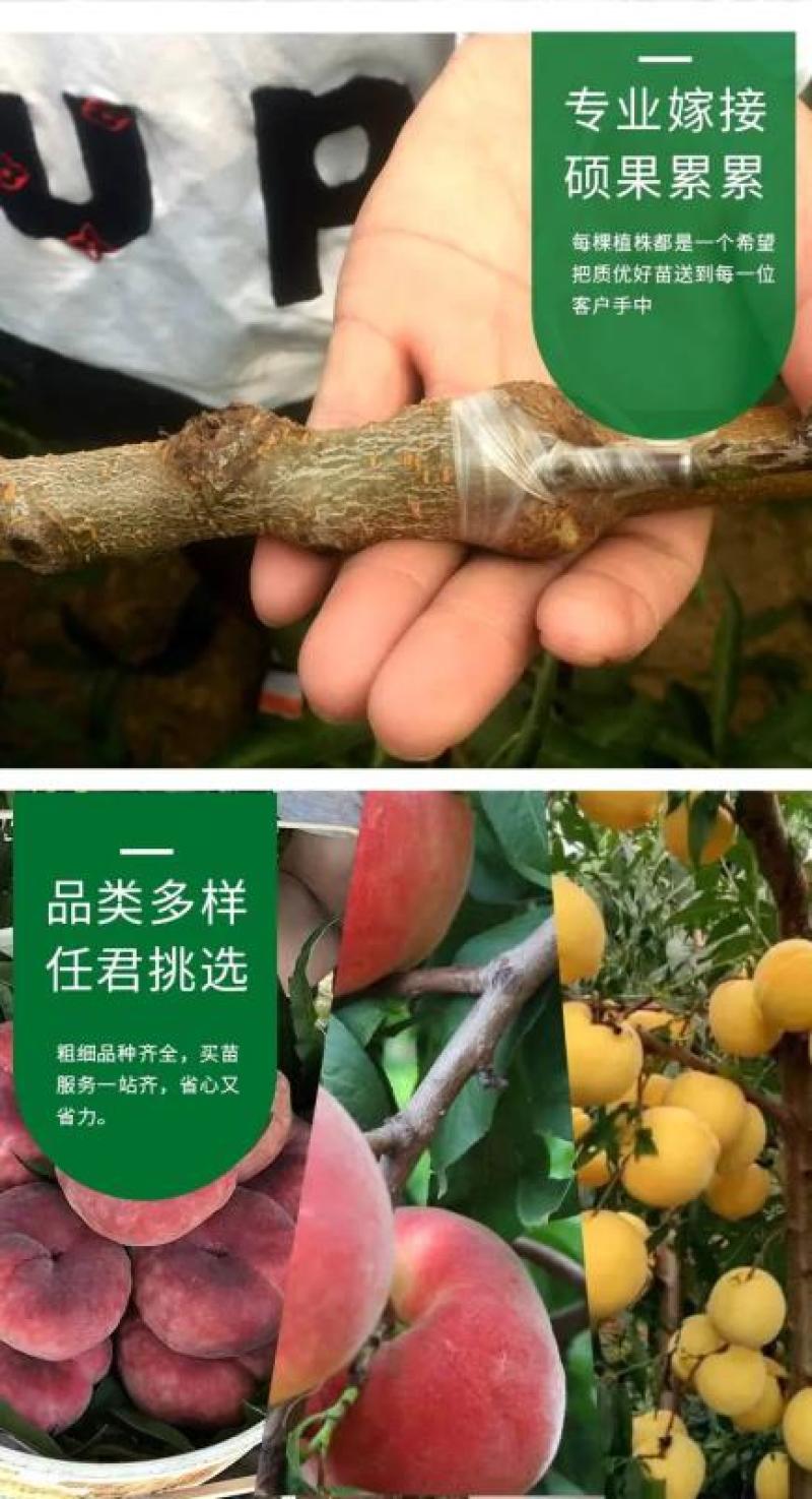 苗圃直发优质桃树苗黄桃苗血桃苗蟠桃苗现挖现发