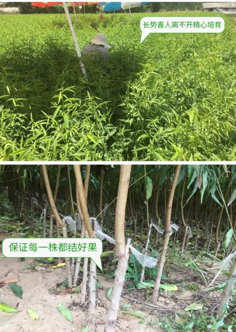 苗圃直发优质桃树苗黄桃苗血桃苗蟠桃苗现挖现发