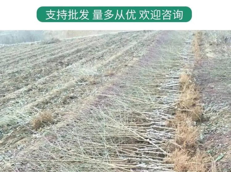 苗圃直发优质桃树苗黄桃苗血桃苗蟠桃苗现挖现发